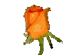 Orange Blooming Rose