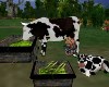 Farm Milking Cow+Calf