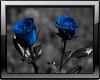 blue rose youtube player