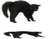 BLACK CAT RADIO