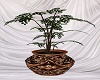 Elegant potted plant
