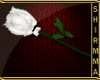 [Shir] Rose White