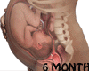 Ǝ/6 Month Fetus