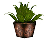 :) Decorative Plant