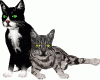 cats animated