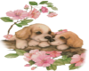 puppies and Flowers