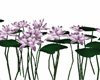 purple flower 76