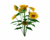Sunflowers w/o Vase