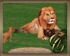 TC~ Lion n Cub
