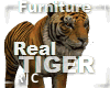 R|C Real Tiger Furniture