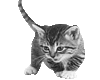kittie