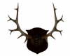 }VT{ Mounted Antlers