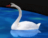 ! Anim Love Swans