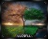 [C] Spring / Fall Frame