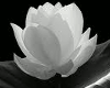 Black & White Flower Pic