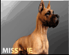 Big Dog