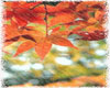 T76~Ani Rain on Leaves
