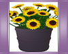 SUNFLOWER PLANT