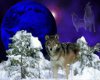 winter-wolf