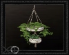 Hanging Plants