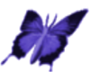 SS! Anim Butterfly Purp2