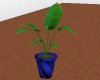 (W)blues potted plant