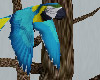 [kyh]Parrot Tree