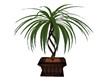 SMALL POTTED PALM