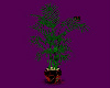 HEARTS PLANT