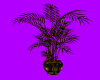 (S) SWEET GOLD PLANT