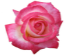 PINK ROSE