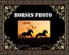 horses photo