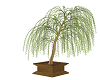 Potted Weeping Willow