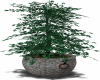 Potted Plant 5