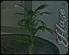 [IH] Single Weed Plant