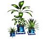 CA Blue Potted Plant