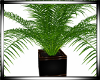 {RJ} Palm Plant Pot
