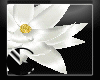 |IGI|Lotus Flower 