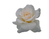 White Rose