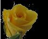 Yellow Rose 08