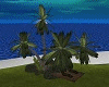 Palm Trees & Beach Deck