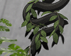 金 Snake & Plant