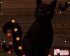 p. black cat and pumpkin