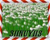 Flower Grass
