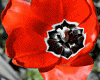 6v3| Anemone Flower