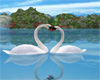 S~n~D Love Swans