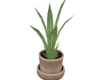 [M] Potted Plant