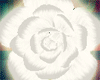 [SX] Rose White Lovely