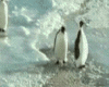penguin  `