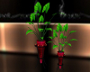 plants in vas
